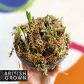 Potted Miniature Daffodil Bulbs - Narcissus 'Tete a Tete' - British Grown - Sprouts of Bristol