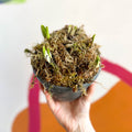 Potted Miniature Daffodil Bulbs - Narcissus 'Tete a Tete' - British Grown - Sprouts of Bristol