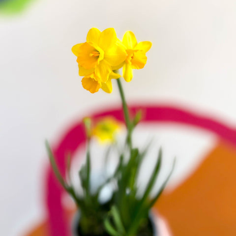 Potted Miniature Daffodil Bulbs - Narcissus 'Tete a Tete' - British Grown - Sprouts of Bristol