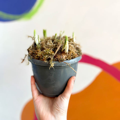 Potted Miniature Daffodil Bulbs - Narcissus 'Tete a Tete' - British Grown - Sprouts of Bristol