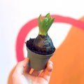 Potted Mixed Hyacinthus Bulbs 'Pearl' - Sprouts of Bristol