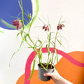 Potted Snake's Head Fritillary Bulbs - Fritillaria meleagris - Sprouts of Bristol