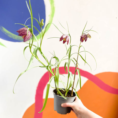 Potted Snake's Head Fritillary Bulbs - Fritillaria meleagris - Sprouts of Bristol