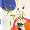 Potted Snake's Head Fritillary Bulbs - Fritillaria meleagris - Sprouts of Bristol