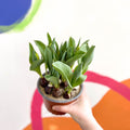 Potted Tulip Bulbs - Tulipa - Sprouts of Bristol