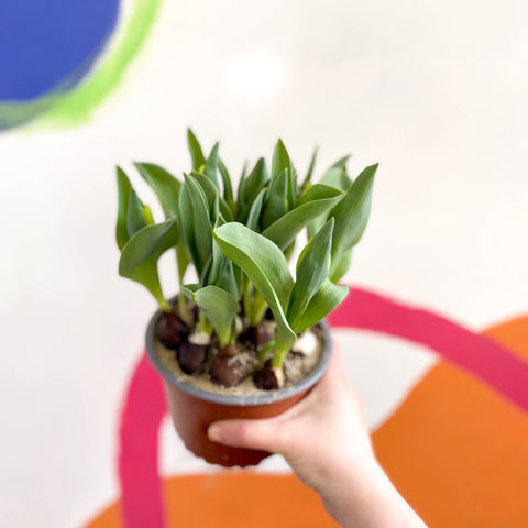 Potted Tulip Bulbs - Tulipa - Sprouts of Bristol