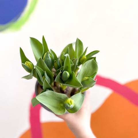 Potted Tulip Bulbs - Tulipa - Sprouts of Bristol
