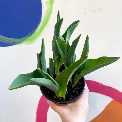 Potted Tulip Bulbs - Tulipa 'Columbus' Welsh Grown - Sprouts of Bristol
