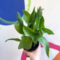 Potted Tulip Bulbs - Tulipa 'New Santa' Welsh Grown - Sprouts of Bristol