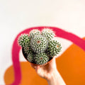Powder Puff Cactus - Mammillaria bocasana - Sprouts of Bristol