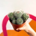 Powder Puff Cactus - Mammillaria bocasana - Sprouts of Bristol