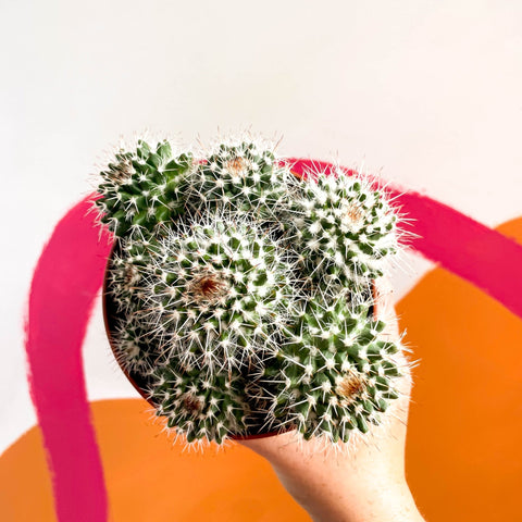 Powder Puff Cactus - Mammillaria bocasana - Sprouts of Bristol