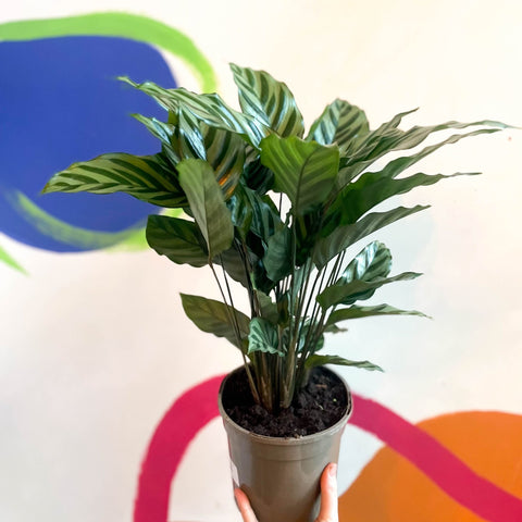 Prayer Plant - Calathea concinna ‘Freddie’ - British Grown - Sprouts of Bristol