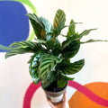 Prayer Plant - Calathea concinna ‘Freddie’ - British Grown - Sprouts of Bristol