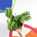 Prayer Plant - Maranta leuconeura - British Grown - Sprouts of Bristol