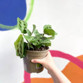 Prayer Plant - Maranta leuconeura - British Grown - Sprouts of Bristol