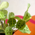 Prayer Plant - Maranta leuconeura 'Fantasy' / 'Light Veins' - Sprouts of Bristol