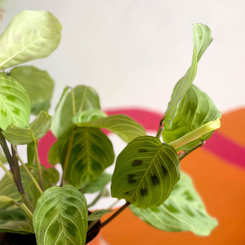 Prayer Plant - Maranta leuconeura 'Fantasy' / 'Light Veins' - Sprouts of Bristol