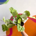 Prayer Plant - Maranta leuconeura 'Fantasy' / 'Light Veins' - Sprouts of Bristol