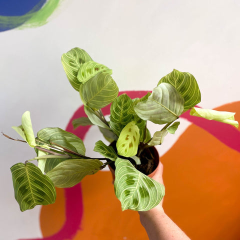 Prayer Plant - Maranta leuconeura 'Fantasy' / 'Light Veins' - Sprouts of Bristol