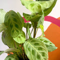 Prayer Plant - Maranta leuconeura 'Fantasy' / 'Light Veins' - Sprouts of Bristol
