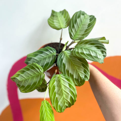 Prayer Plant - Maranta leuconeura 'Silver Band' - Sprouts of Bristol