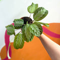 Prayer Plant - Maranta leuconeura 'Silver Band' - Sprouts of Bristol