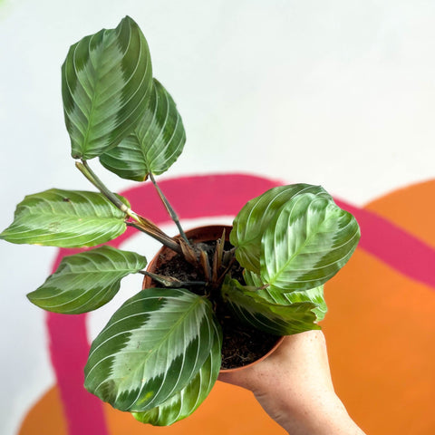 Prayer Plant - Maranta leuconeura 'Silver Band' - Sprouts of Bristol