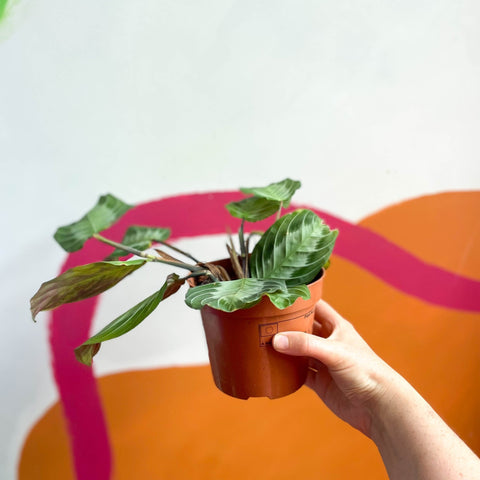 Prayer Plant - Maranta leuconeura 'Silver Band' - Sprouts of Bristol