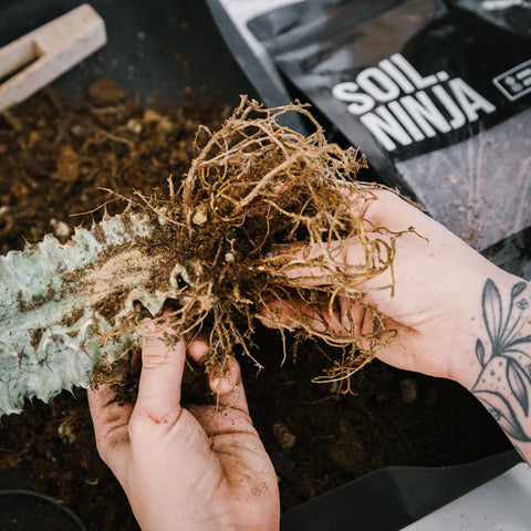 Premium Cacti and Succulent Soil Mix - Sprouts of Bristol