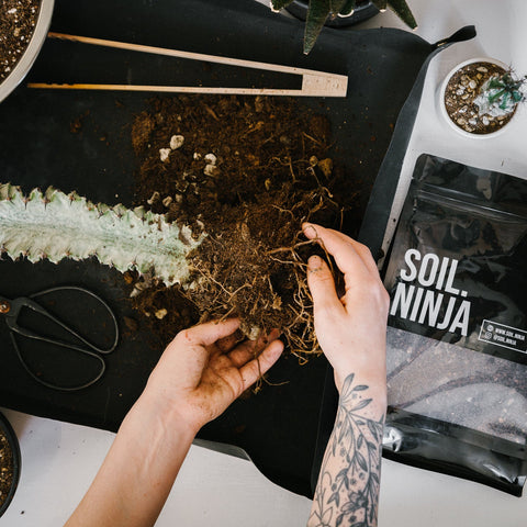 Premium Cacti and Succulent Soil Mix - Sprouts of Bristol