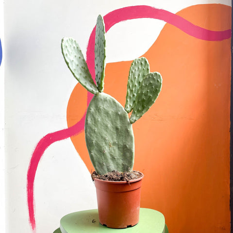 Prickly Pear - Opuntia - Sprouts of Bristol