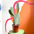 Prickly Pear - Opuntia - Sprouts of Bristol