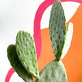 Prickly Pear - Opuntia - Sprouts of Bristol