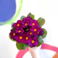Primrose - Primula vulgaris 'Obsidian' - British Grown - Sprouts of Bristol