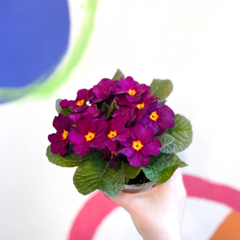 Primrose - Primula vulgaris 'Obsidian' - British Grown - Sprouts of Bristol