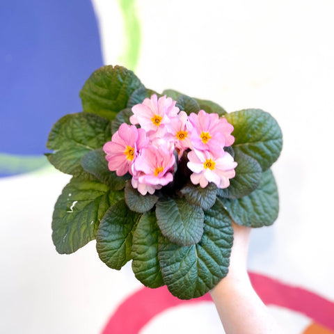 Primrose - Primula vulgaris 'Obsidian' - British Grown - Sprouts of Bristol