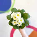 Primrose - Primula vulgaris 'Obsidian' - British Grown - Sprouts of Bristol