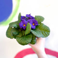 Primrose - Primula vulgaris 'Obsidian' - British Grown - Sprouts of Bristol