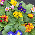Primrose - Primula vulgaris - UK Grown - Sprouts of Bristol