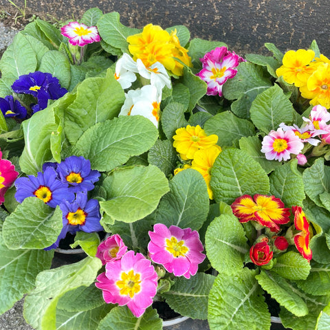 Primrose - Primula vulgaris - UK Grown - Sprouts of Bristol