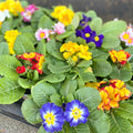 Primrose - Primula vulgaris - UK Grown - Sprouts of Bristol