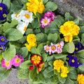 Primrose - Primula vulgaris - UK Grown - Sprouts of Bristol