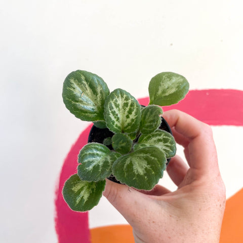 Primulina chirita 'Loki' - Welsh Grown - Sprouts of Bristol