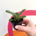 Primulina chirita 'Loki' - Welsh Grown - Sprouts of Bristol