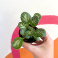 Primulina chirita 'Loki' - Welsh Grown - Sprouts of Bristol