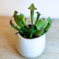 Purple American Pitcher Plant - Sarracenia 'Tess' - Sprouts of Bristol