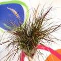 Purple Fountain Grass - Pennisetum setaceum 'Rubrum' - Cotswold Grown Perennial - Sprouts of Bristol