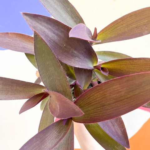 Purple Inch Plant - Tradescantia pallida 'Purpurea' - Welsh Grown - Sprouts of Bristol