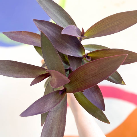Purple Inch Plant - Tradescantia pallida 'Purpurea' - Welsh Grown - Sprouts of Bristol
